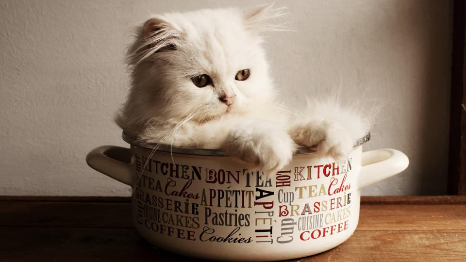 Cat in the pot